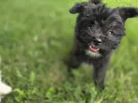 Jake, a male Pomapoo for sale in Goshen, IN – 2 of 5