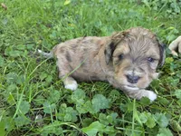 F1b Willy, a male Miniature Bernedoodle for sale in Goshen, IN – 3 of 5