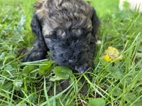 F1b mini Pinto, a male Miniature Bernedoodle for sale in Goshen, IN – 3 of 4