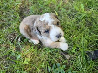 f1b mini Scooby, a female Miniature Bernedoodle for sale in Goshen, IN – 2 of 2