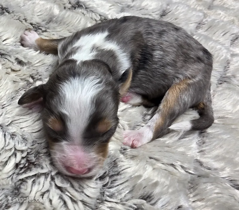 F1b Darling – Miniature Bernedoodle puppy for sale in Goshen, IN