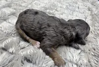 F1b Jack, a male Miniature Bernedoodle for sale in Goshen, IN – 2 of 6