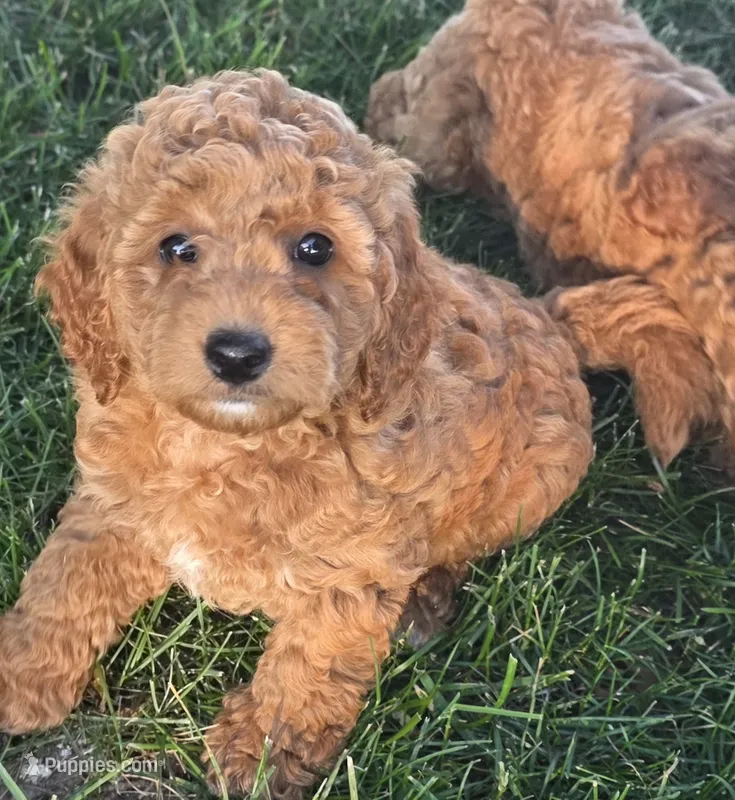 F1b Kimmie – Miniature Goldendoodle puppy for sale in Goshen, IN