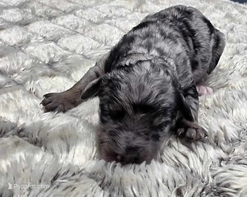 F1b Hank – Miniature Bernedoodle puppy for sale in Goshen, IN