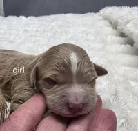 Mae, a female Miniature Bernedoodle for sale in Goshen, IN – Photo 1 of 2