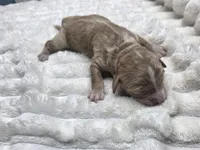 Mae, a female Miniature Bernedoodle for sale in Goshen, IN – Photo 2 of 2