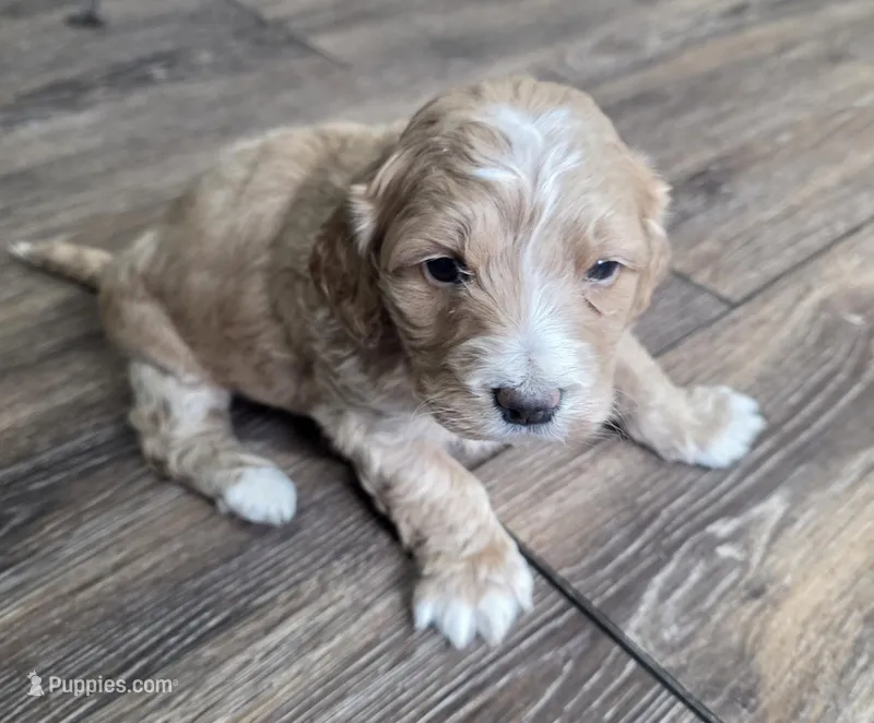Mae – Miniature Bernedoodle puppy for sale in Goshen, IN