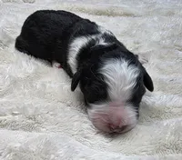 F1b Bessie, a female Miniature Bernedoodle for sale in Goshen, IN – 4 of 8
