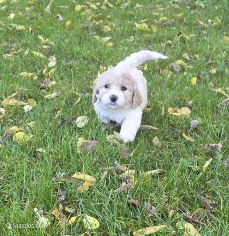 F1b mini Winnie – Miniature Bernedoodle puppy on hold in Goshen, IN