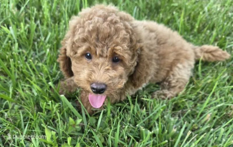 F1b Leo – Miniature Goldendoodle puppy for sale in Goshen, IN