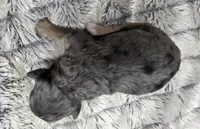 F1b Jack, a male Miniature Bernedoodle for sale in Goshen, IN – 3 of 6