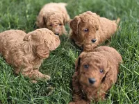 F1b Lala, a female Miniature Goldendoodle for sale in Goshen, IN – 3 of 3