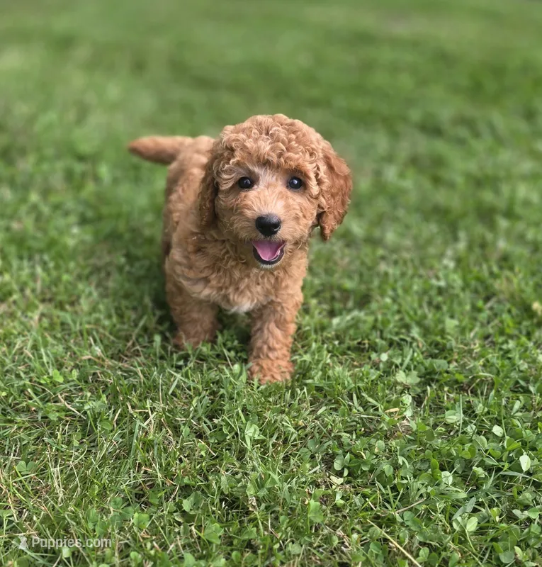 F1b Kimmie – Miniature Goldendoodle puppy for sale in Goshen, IN