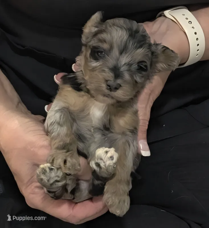 F1b Frank – Miniature Bernedoodle puppy for sale in Goshen, IN