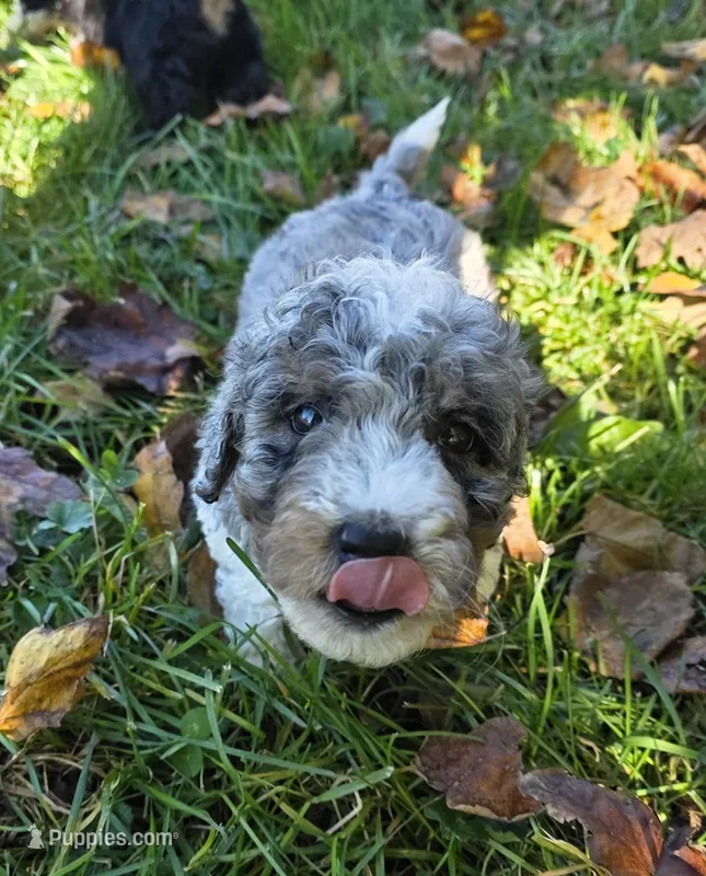F1b Stella – Miniature Bernedoodle puppy for sale in Goshen, IN