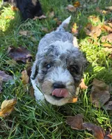 F1b Stella, a female Miniature Bernedoodle for sale in Goshen, IN – 1 of 10
