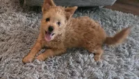 Murphy, a male Pomapoo for sale in Goshen, IN – 5 of 5