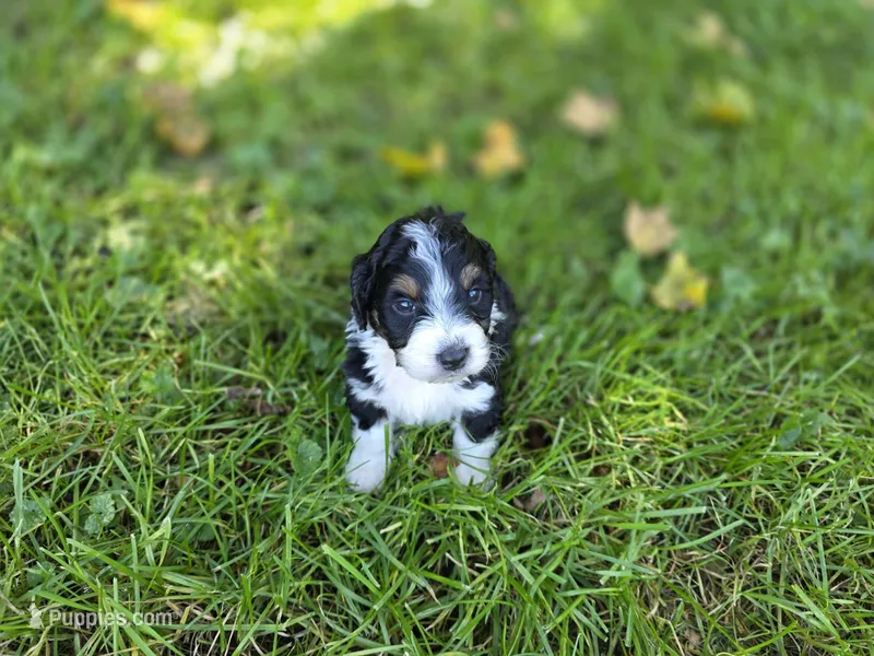 F1b Bessie – Miniature Bernedoodle puppy for sale in Goshen, IN
