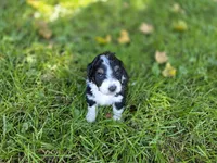F1b Bessie, a female Miniature Bernedoodle for sale in Goshen, IN – 6 of 9