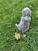 F1b Dolly, a female Miniature Bernedoodle for sale in Goshen, IN – 4 of 10