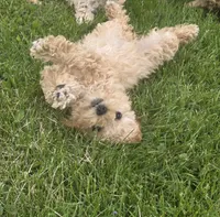 F1b Lady, a female Cavapoo for sale in Goshen, IN – 2 of 7