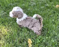 F1b Dolly, a female Miniature Bernedoodle for sale in Goshen, IN – 5 of 10
