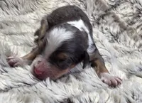 F1b Darling, a male Miniature Bernedoodle for sale in Goshen, IN – 2 of 5