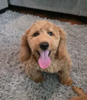 F1b Teddy, a male Miniature Goldendoodle for sale in Goshen, IN – 6 of 6
