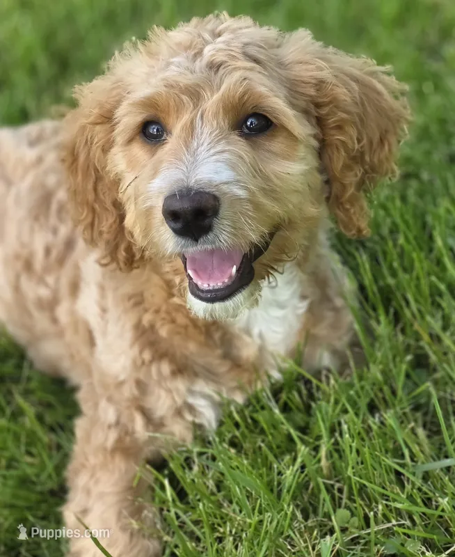 F1b Mae – Miniature Bernedoodle puppy for sale in Goshen, IN