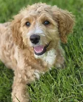F1b Mae, a female Miniature Bernedoodle for sale in Goshen, IN – 1 of 9