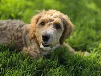 F1b Mae, a female Miniature Bernedoodle for sale in Goshen, IN – 4 of 9
