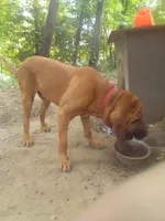 Hoss, a male Bloodhound for sale in Goshen, IN – Photo 2 of 2