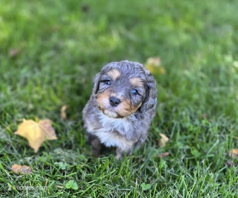 F1b Jack – Miniature Bernedoodle puppy for sale in Goshen, IN