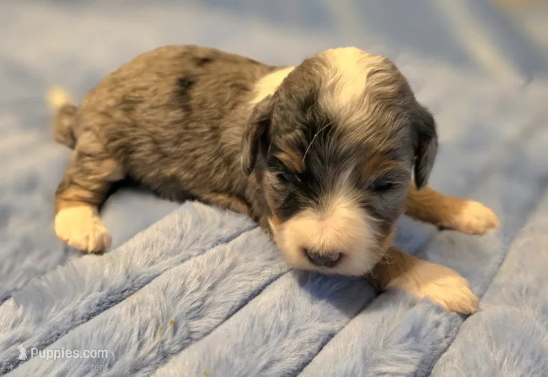 F1b Darling – Miniature Bernedoodle puppy for sale in Goshen, IN