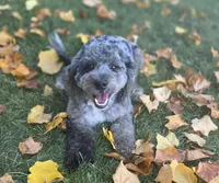 Mini f1b Pretzel, a female Bernedoodle for sale in Goshen, IN – Photo 2 of 9
