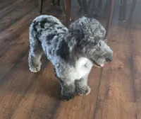 Mini f1b Pretzel, a female Bernedoodle for sale in Goshen, IN – Photo 3 of 9
