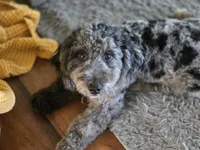 Mini f1b Pretzel, a female Bernedoodle for sale in Goshen, IN – Photo 4 of 9
