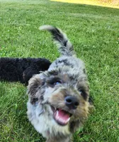 Mini f1b Pretzel, a female Bernedoodle for sale in Goshen, IN – Photo 8 of 9
