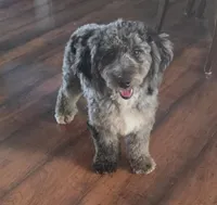 Mini f1b Pretzel, a female Bernedoodle for sale in Goshen, IN – Photo 1 of 9