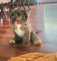 Mini f1b Pretzel, a female Bernedoodle for sale in Goshen, IN – Photo 6 of 9
