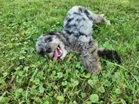 Mini f1b Pretzel, a female Bernedoodle for sale in Goshen, IN – Photo 9 of 9