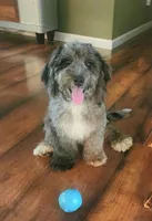 Mini f1b Pretzel, a female Bernedoodle for sale in Goshen, IN – Photo 5 of 9