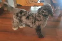 Mini f1b Pretzel, a female Bernedoodle for sale in Goshen, IN – Photo 7 of 9