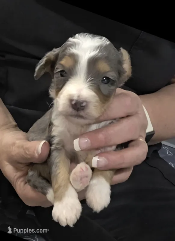 F1b Darling – Miniature Bernedoodle puppy for sale in Goshen, IN