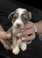 F1b Darling, a male Miniature Bernedoodle for sale in Goshen, IN – 7 of 10