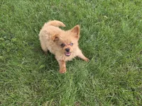 Murphy, a male Pomapoo for sale in Goshen, IN – 4 of 6