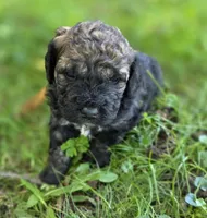 F1b mini Pinto, a male Miniature Bernedoodle for sale in Goshen, IN – 1 of 4