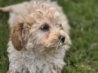 F1b Hank, a male Cavapoo for sale in Goshen, IN – 4 of 9