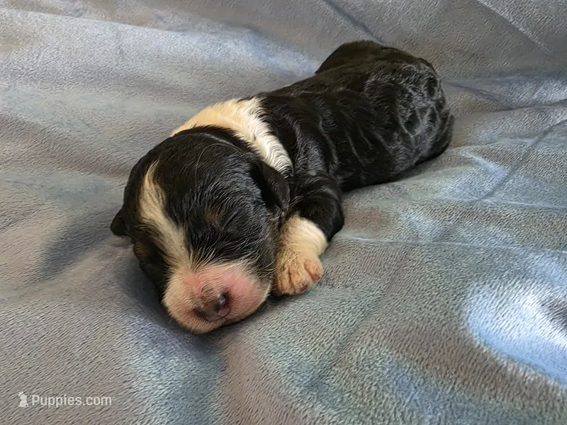 F1b Bessie – Miniature Bernedoodle puppy for sale in Goshen, IN