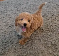 F1b Twinkle, a female Miniature Goldendoodle for sale in Goshen, IN – Photo 3 of 6
